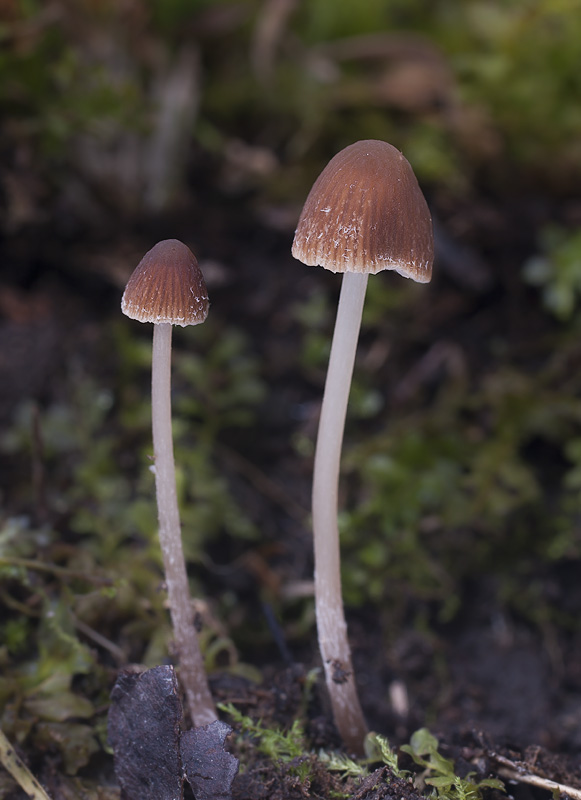 Psathyrella prona